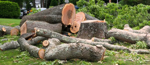 Cost of Large Tree Removal in Ormond Beach