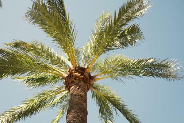 Cost of Palm Tree Removal in Ormond Beach