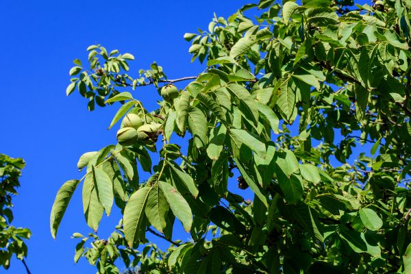 Cost of Walnut Tree Removal in Ormond Beach