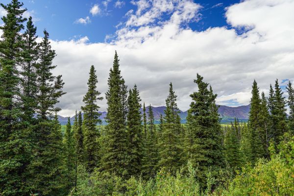 Cost of Spruce Tree Removal in Ormond Beach