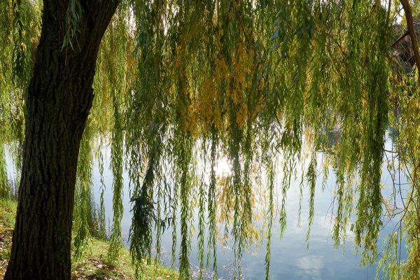 Cost of Willow Tree Removal in Ormond Beach
