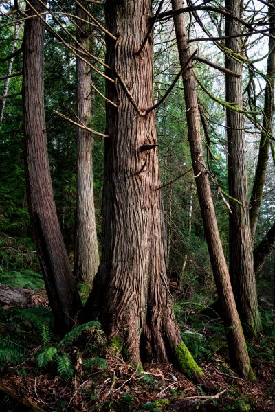 Cost of Cedar Tree Removal in Ormond Beach