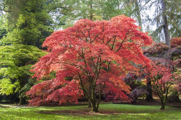 Cost of Maple Tree Removal in Ormond Beach