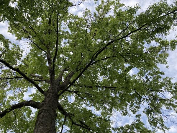 Cost of Oak Tree Removal in Ormond Beach
