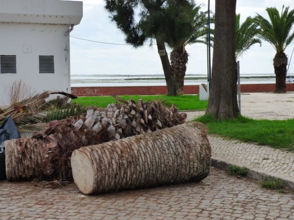 Cost of Palm Trees Removal in Ormond Beach
