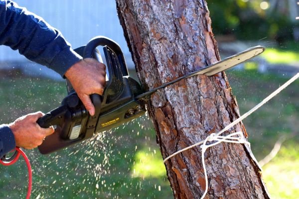 Cost of Dead Tree Removal in Ormond Beach