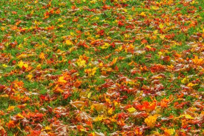 Fall Leaf Removal Service