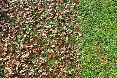 Yard Cleanup