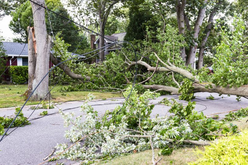 Tree on Driveway