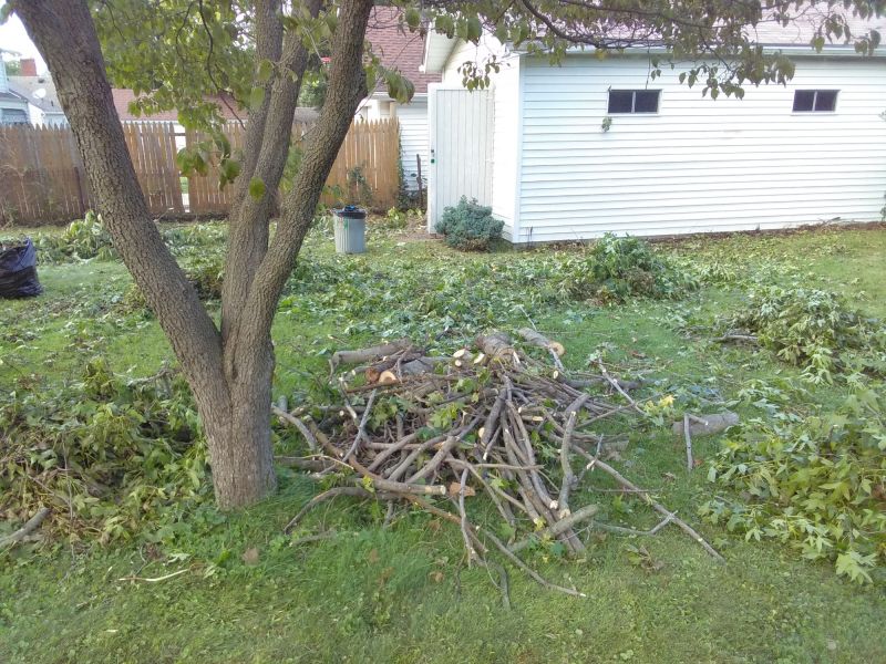 Yard Tree Collapse