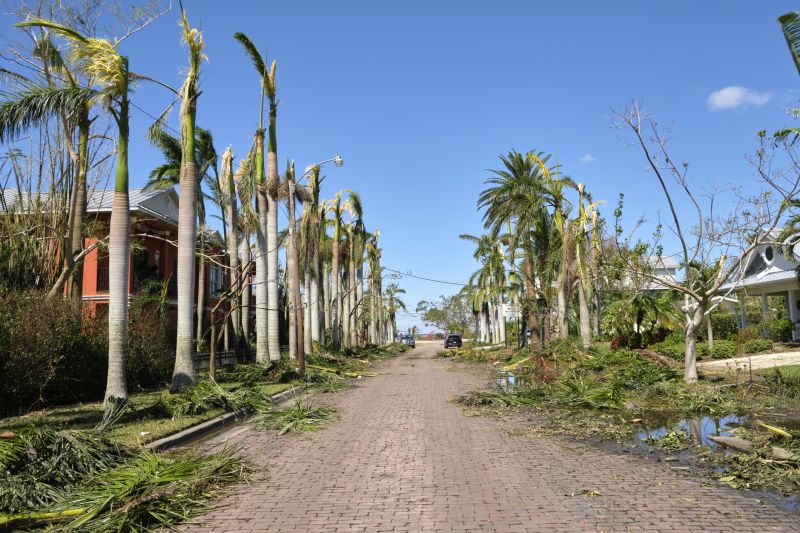 Branch Debris