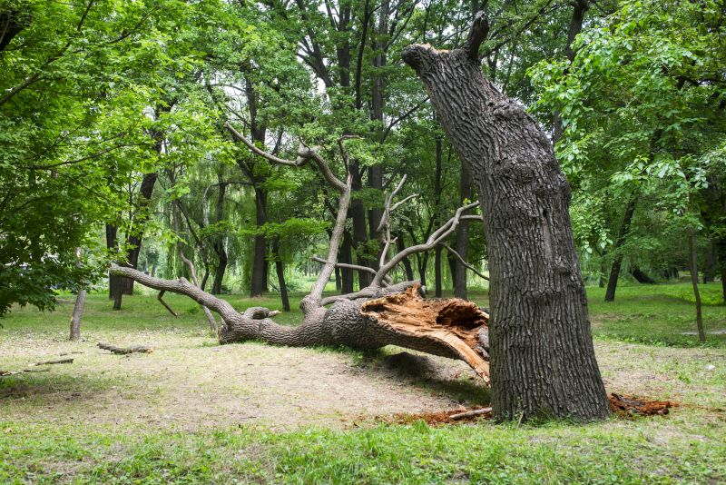 Storm Damage Cleanup