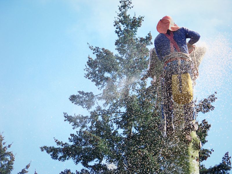 Palm Tree Removal