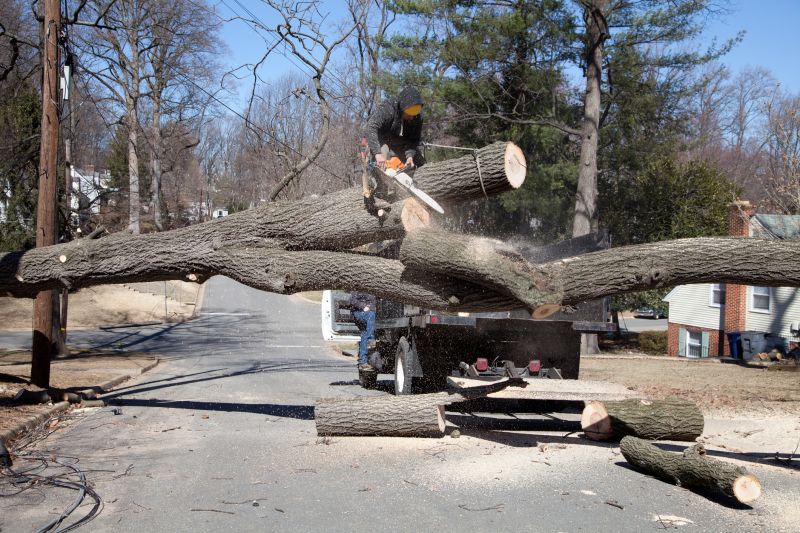 Winter Tree Removal