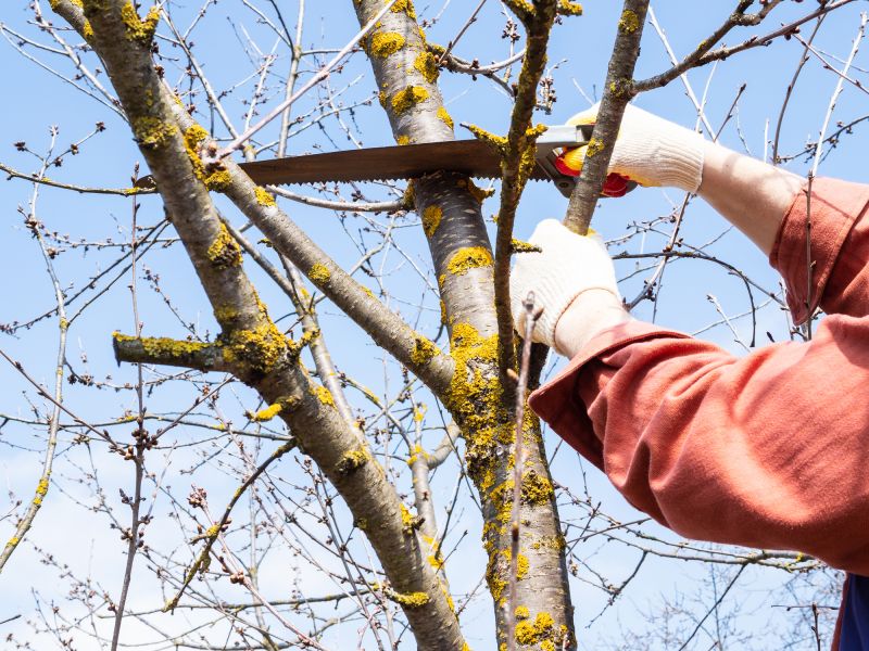 Spring Tree Care