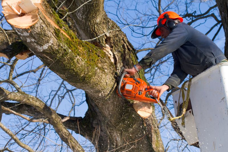 Tree Removal Equipment