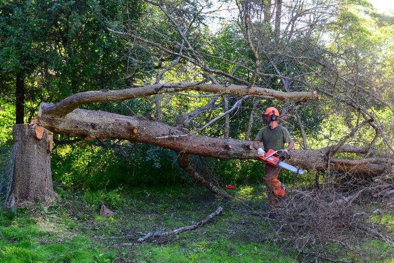 Healthy Tree Removal