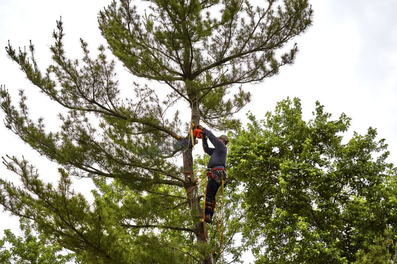 Tree Cutting Process