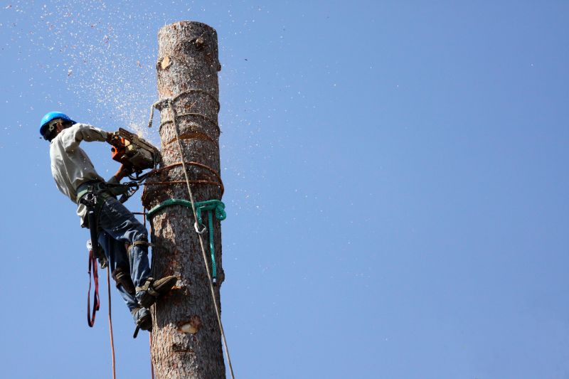 Safe Tree Removal Techniques
