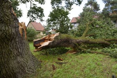 Emergency Tree Removal Services
